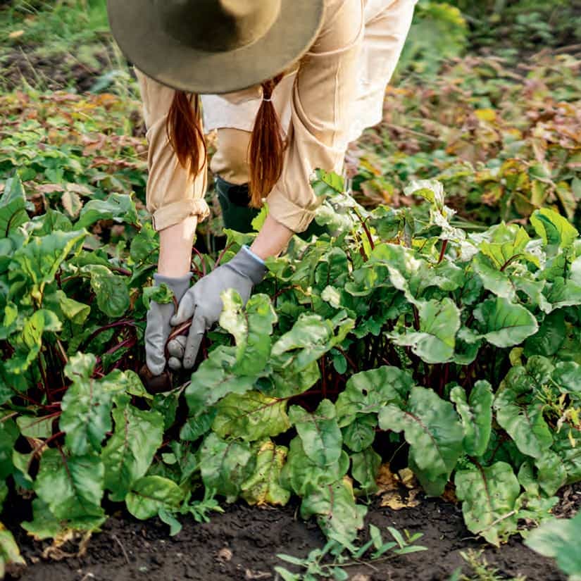 Guide de semences pour avoir un jardin cet été