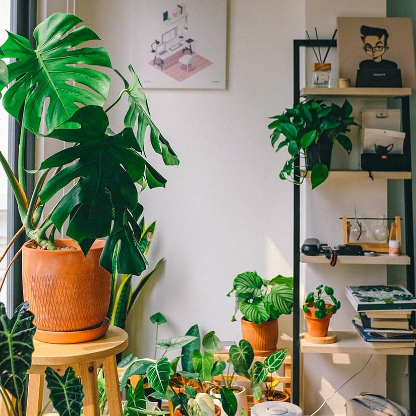 Jardinage: 3 façons d'éloigner les indésirables