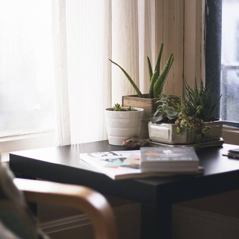 8 plantes d’intérieur faciles d’entretien