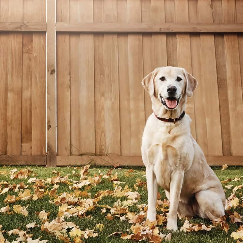 Prévoir un petit coin pour votre chien