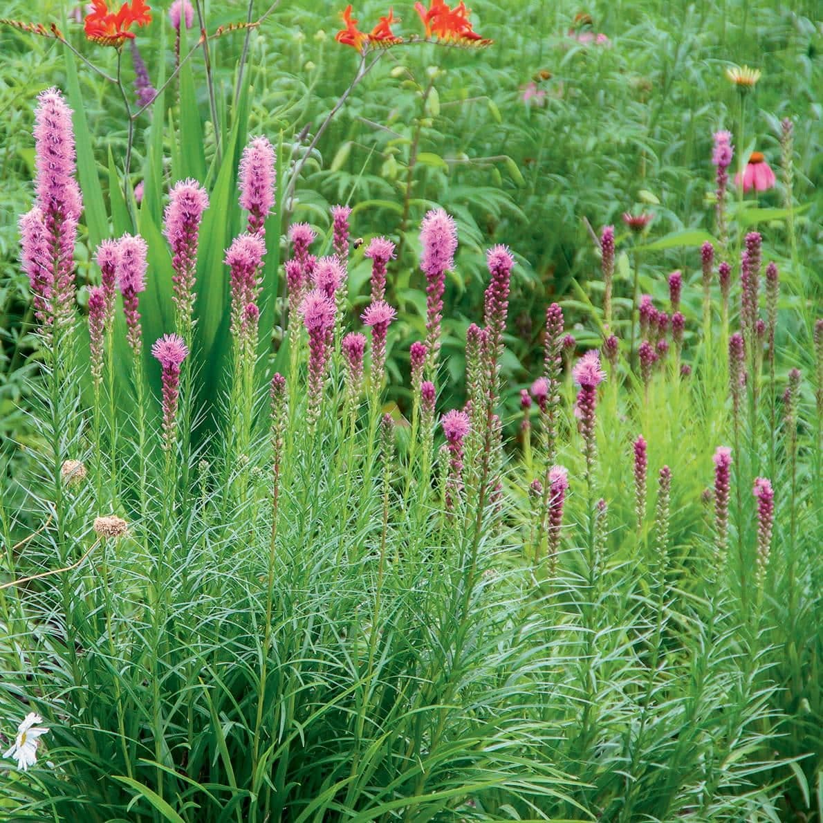 Des vivaces qui fleurissent en août