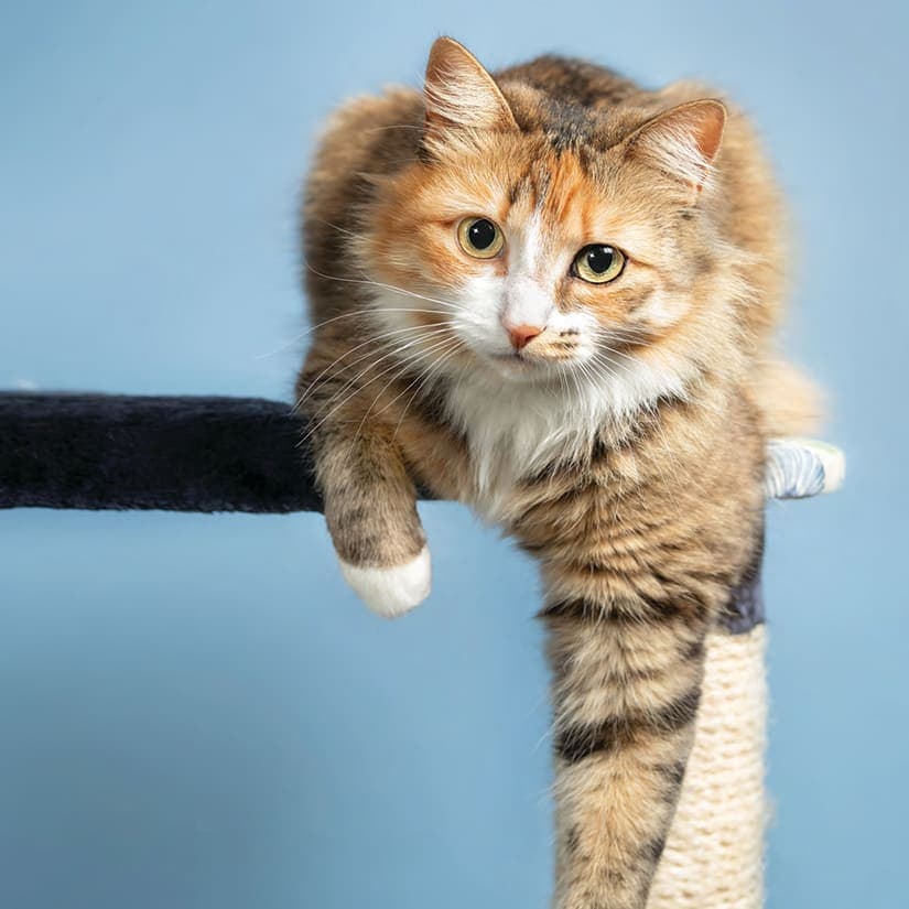 Est-ce que mon chat peut s'ennuyer?