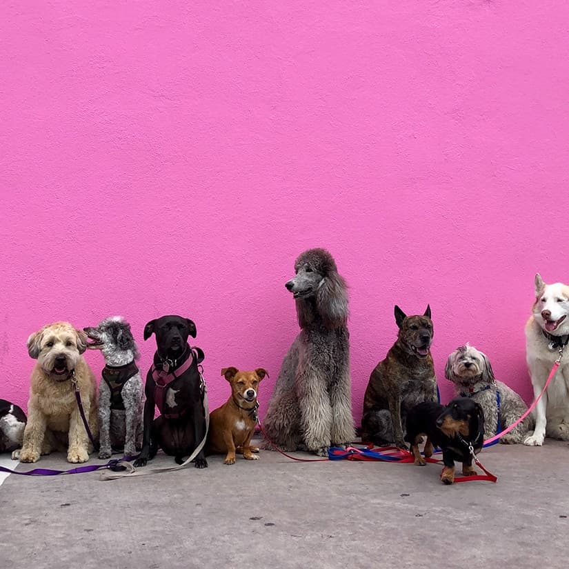 Top 20 des races de chiens au Canada en 2020