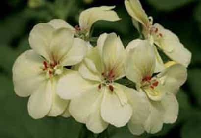 Les plus belles fleurs de l'été