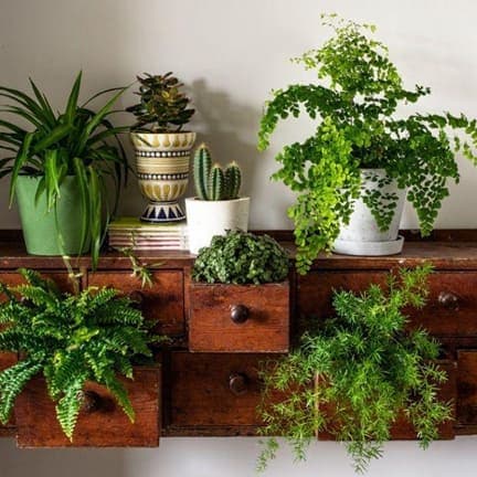10 idées déco avec des plantes d'intérieur