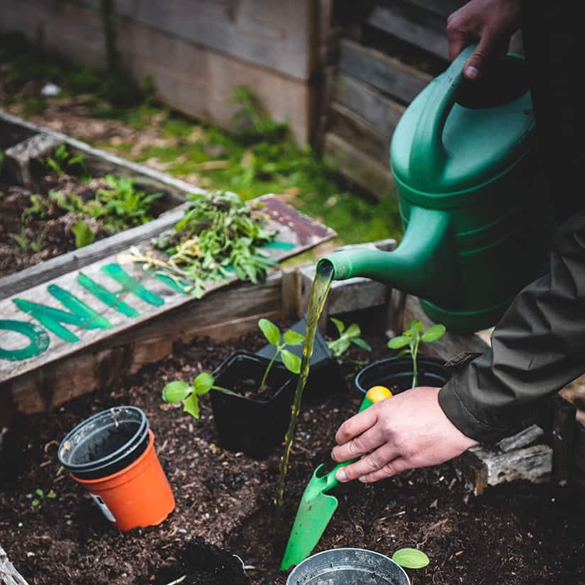 10 légumes qu'on peut planter au mois d'août