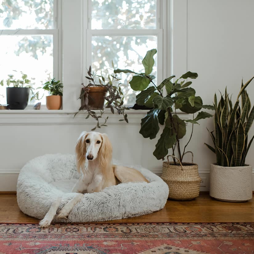 9 plantes toxiques pour les enfants et les animau