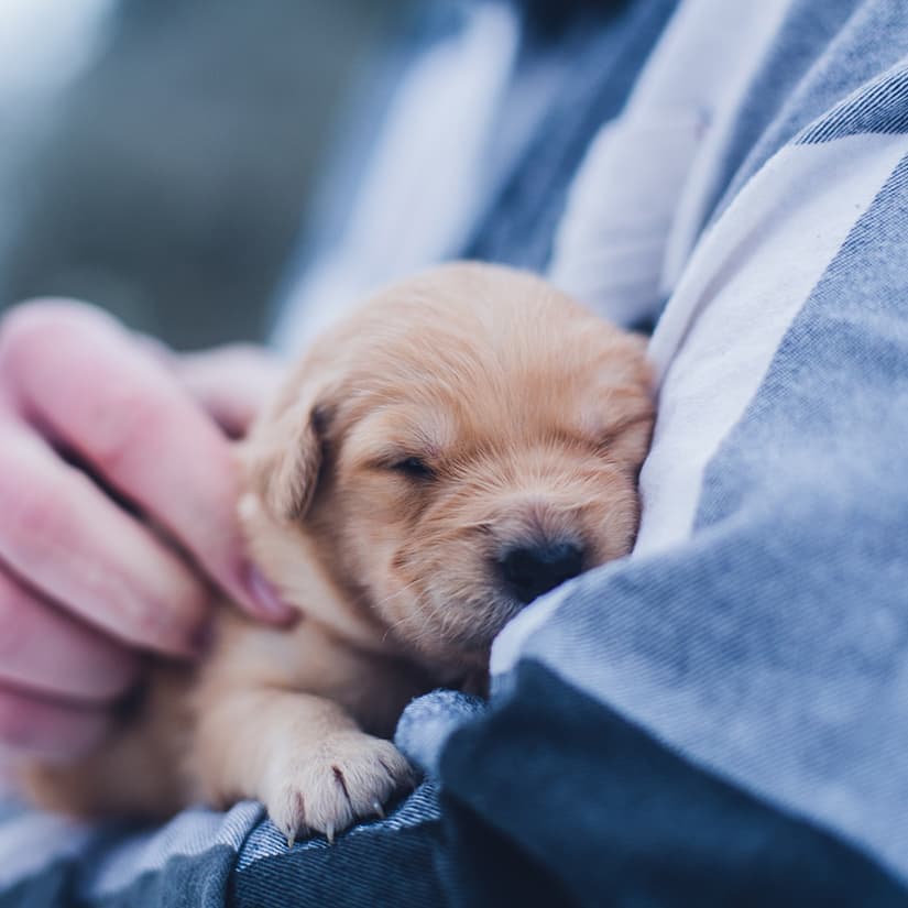 Adopter un chien : le guide essentiel