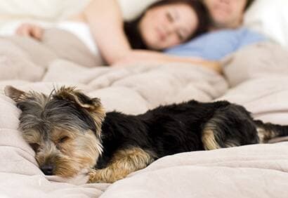 Dormir avec son animal de compagnie: oui ou non?