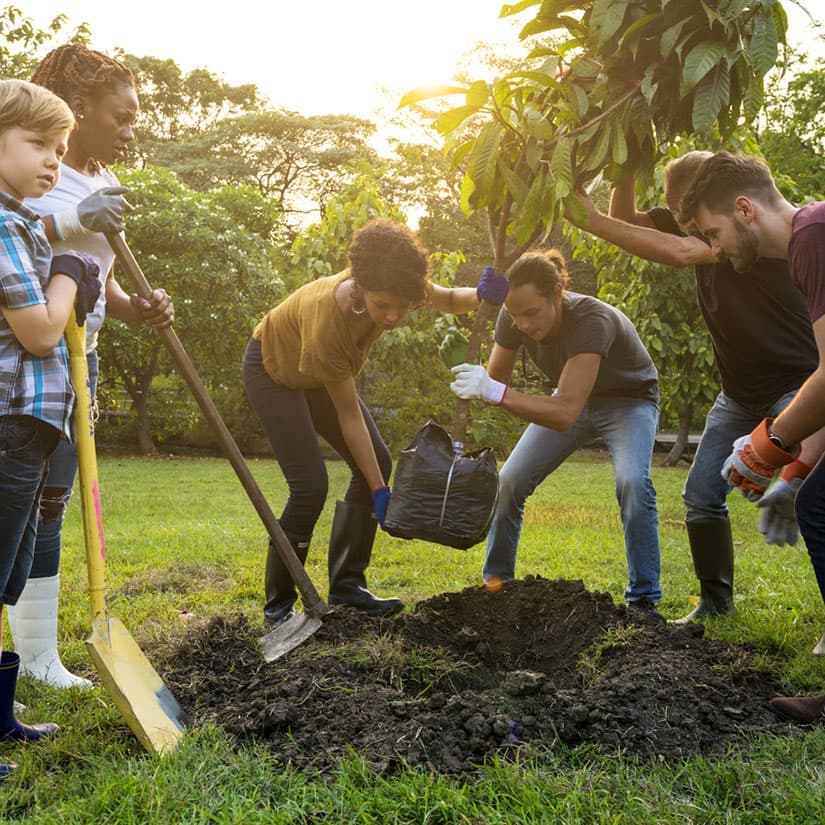 Planter un arbre en 4 étapes
