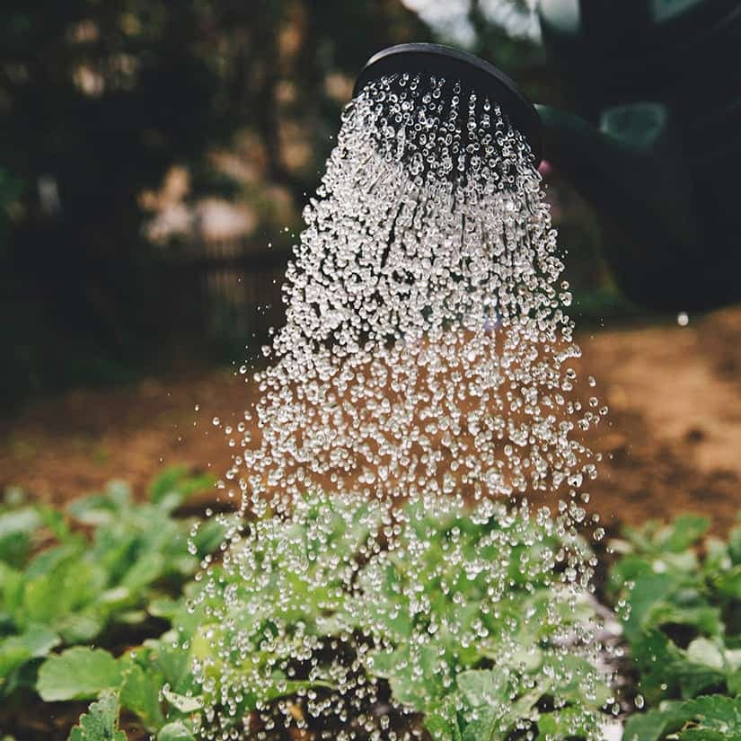 Jardinage: quoi faire en août