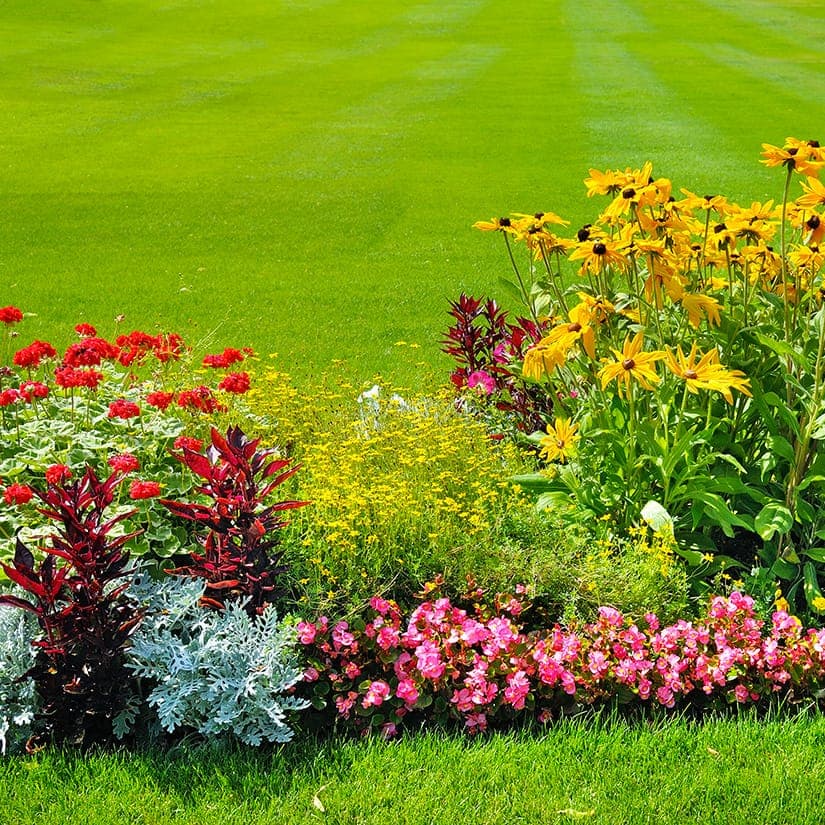 13 plantes extérieures qui poussent rapidement