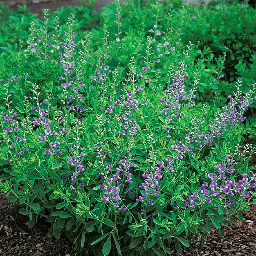 Des vivaces qui fleurissent en juin