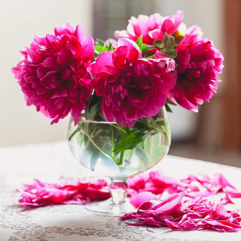 Prolonger la vie de vos bouquets de fleurs