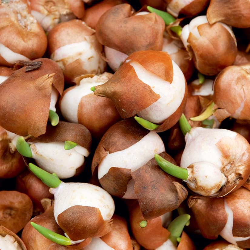 20 bulbes à découvrir