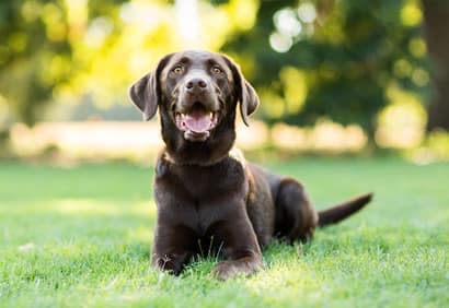 10 conseils pour que notre animal vieillisse bien